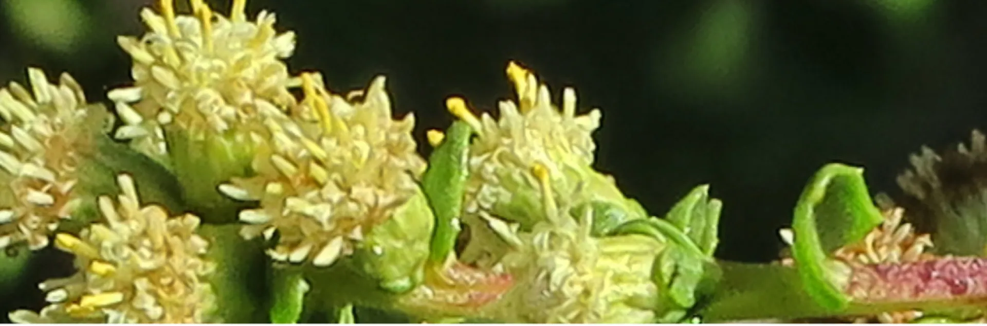 coyote brush with flowers