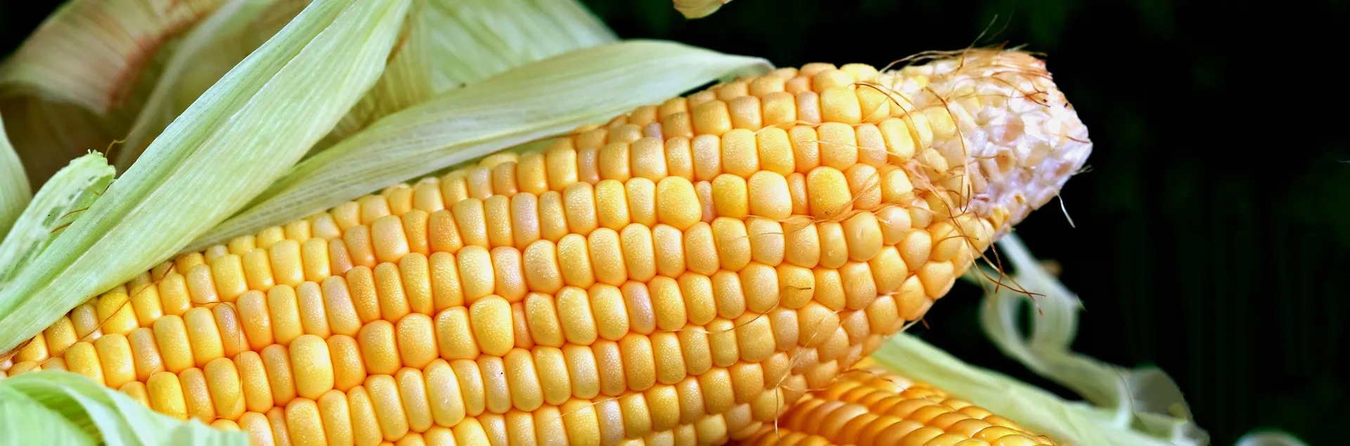 Photo of cob of corn with some of the husks peeled back. (ignartonosbg.pixabay).jpg