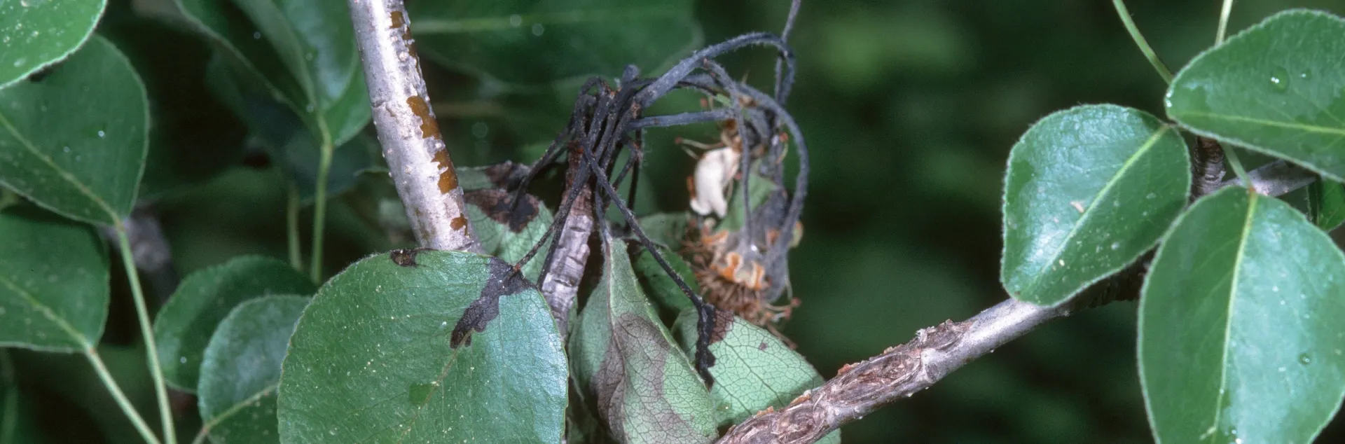 Black, wilted blossoms affected by fire blight on a fruit tree.