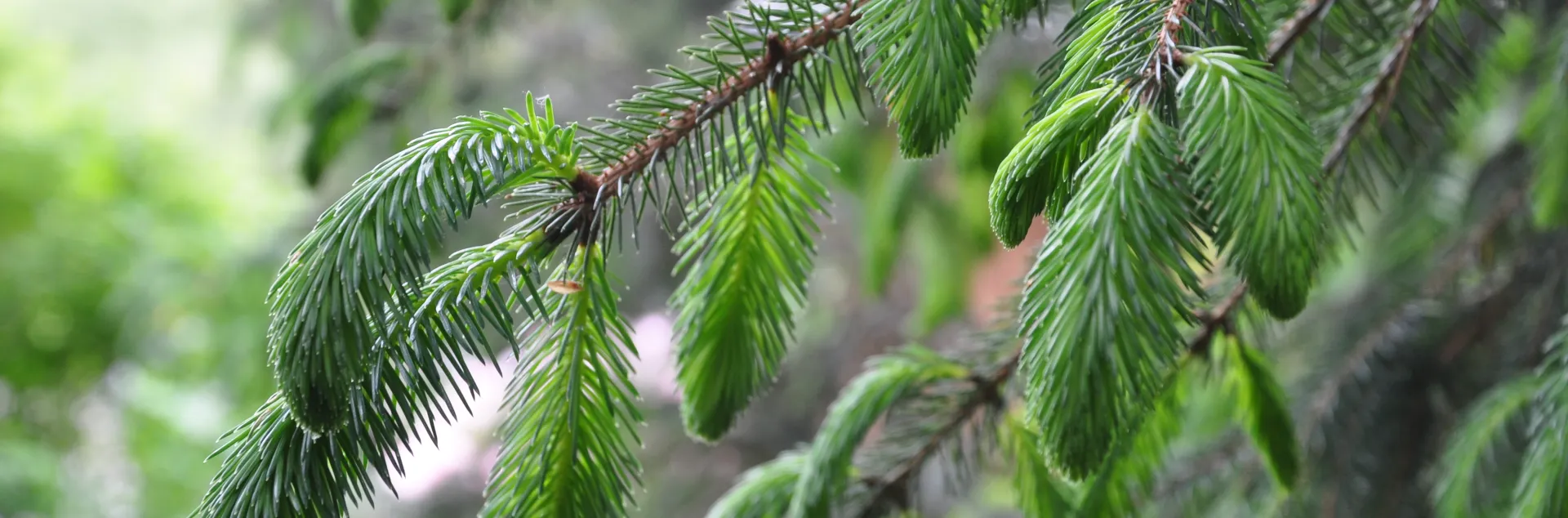 Up close view of a fir tree branch.