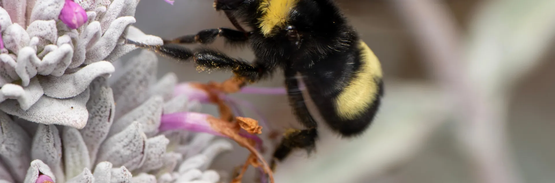 Black and yellow bumble bee flying from a pale lavender flowers in a globe-shaped cluster.