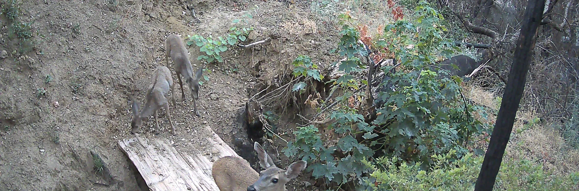 Doe and two young deer. Photo from Big Chico Creek Ecological Reserve.