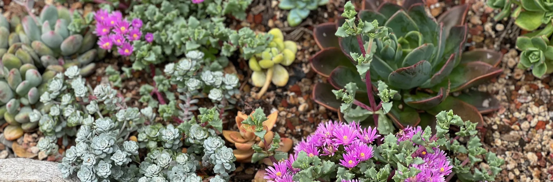 a mix of small succulents, many with bright fuchsia flowers