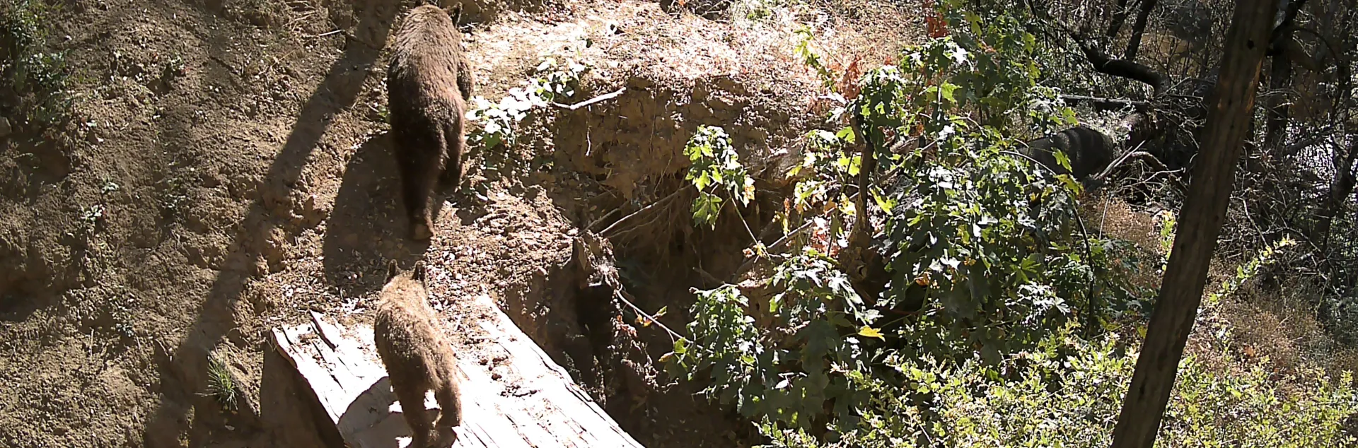 Black bears captured on a wildlife camera.