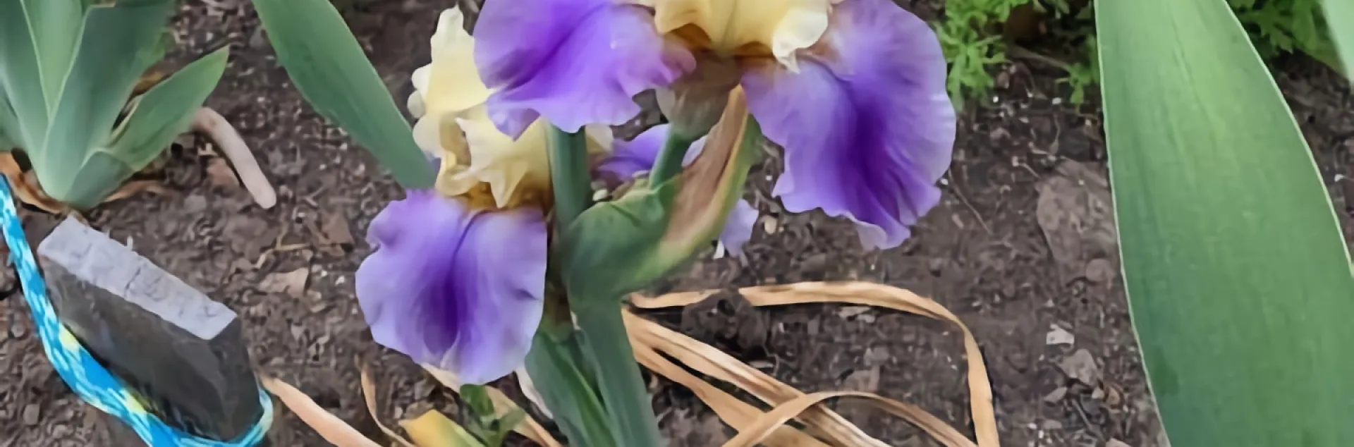 Purple and yellow iris blossoms in a garden setting
