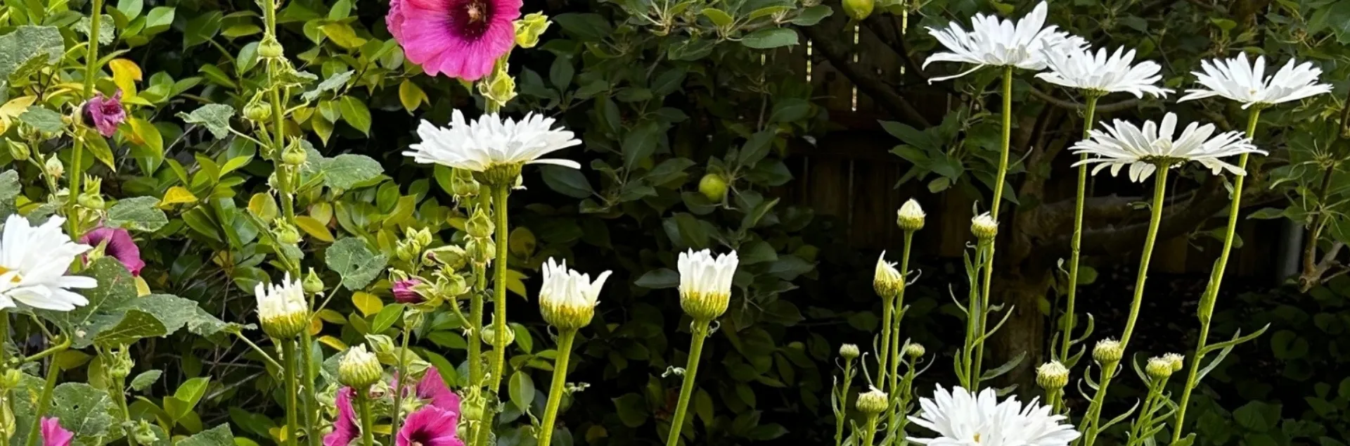Set your summer garden for Success