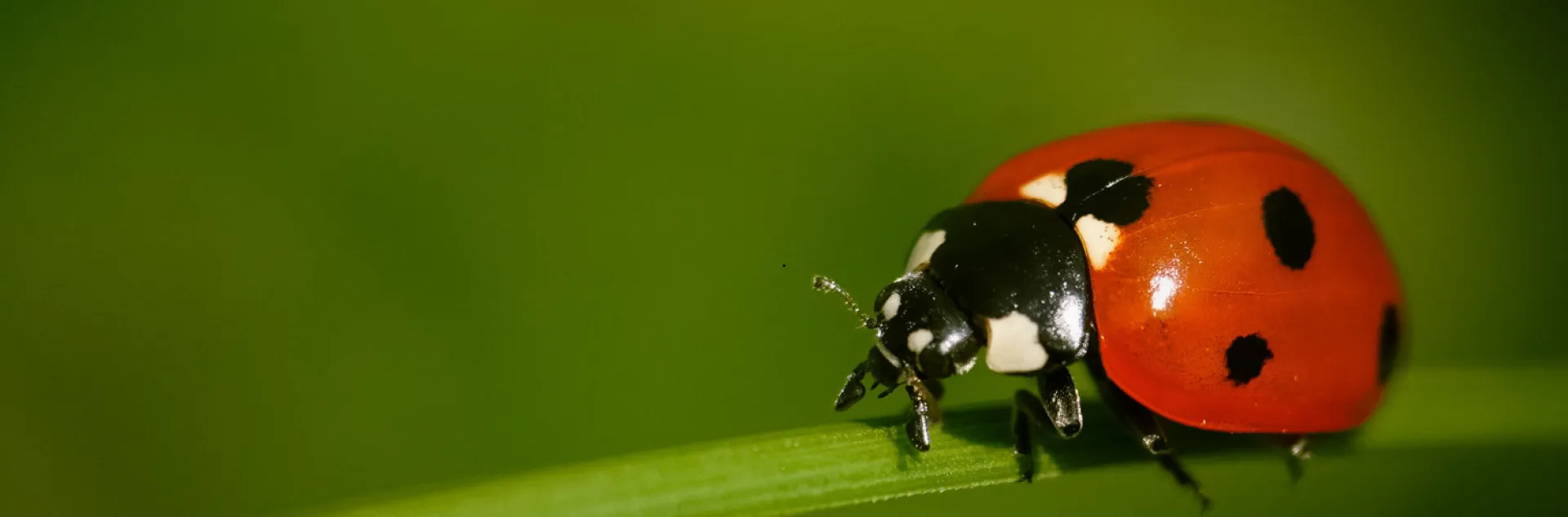 lady beetle on a leaf