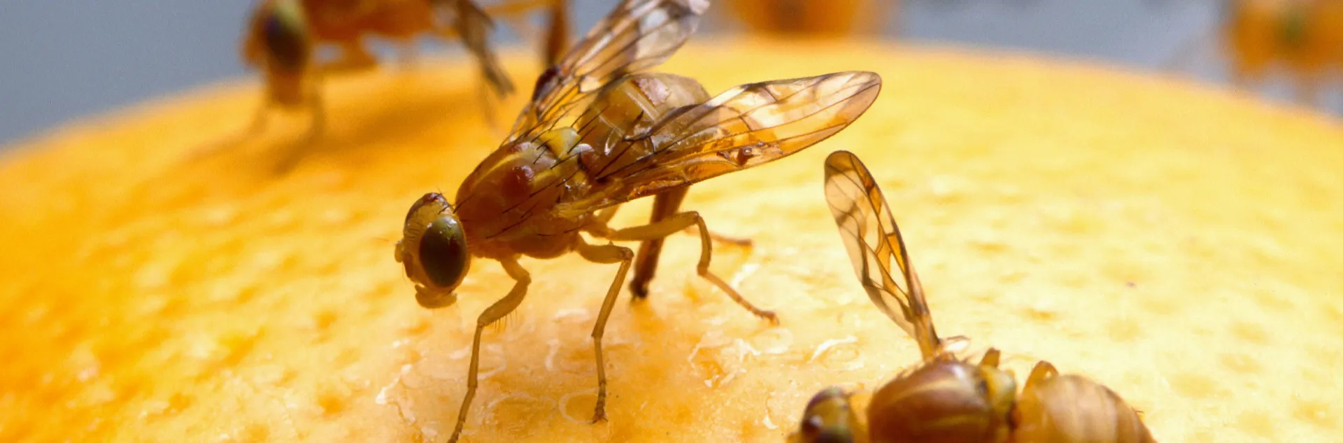 Mexican fruit flies land on a grapefruit