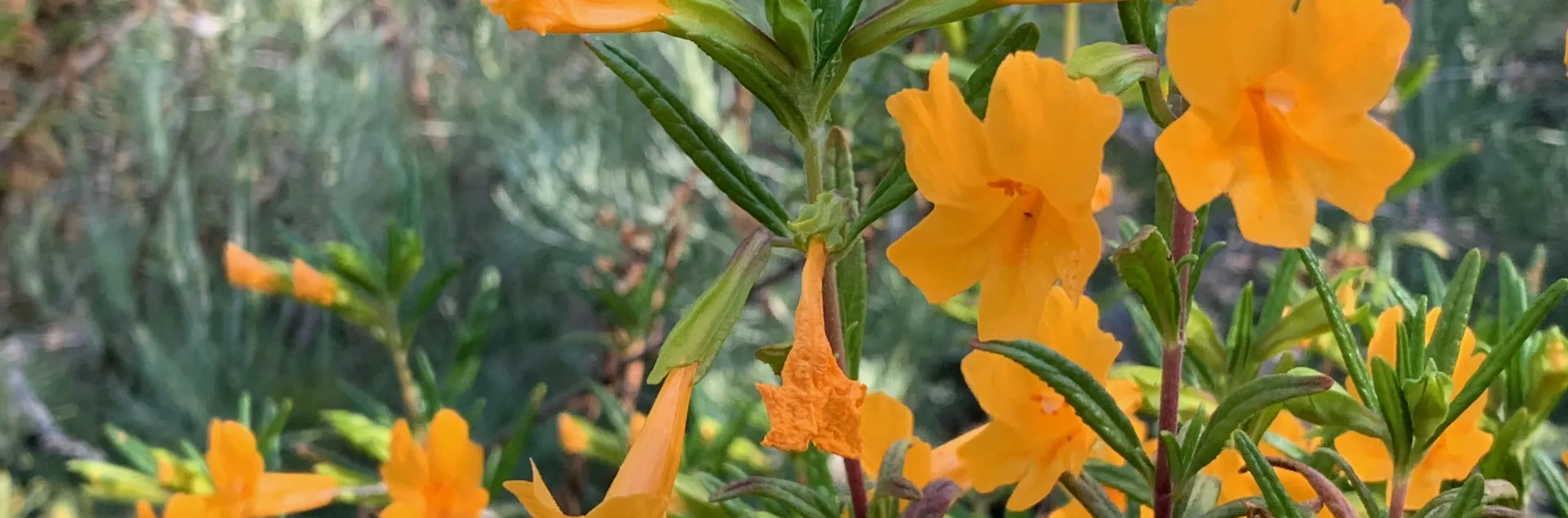 Bright orange monkey flowers in full bloom, featuring tubular petals and lush green foliage.