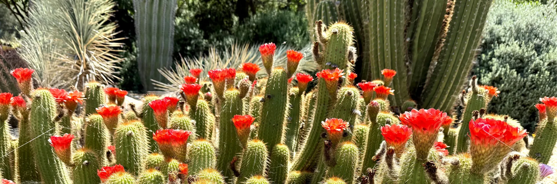 Cacti with bright red blooms