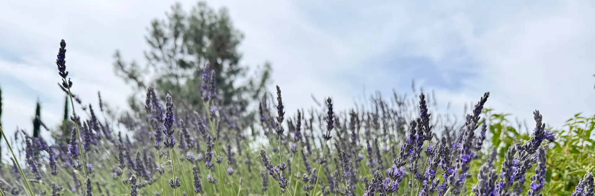 Lavender flowers and a blue cloudy sky