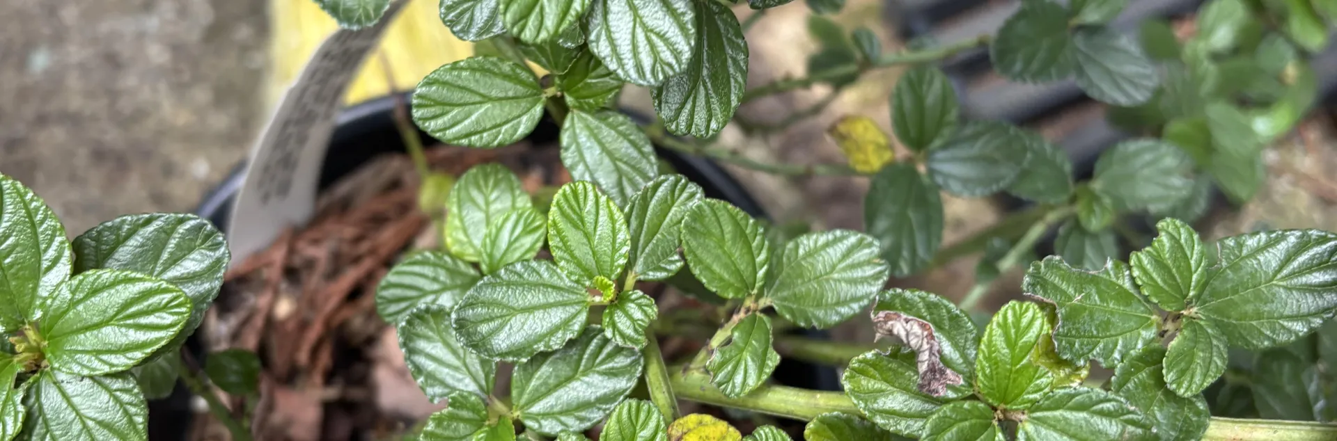Photo of Ceanothus leaves showing the characteristic sawtoothed leaves 