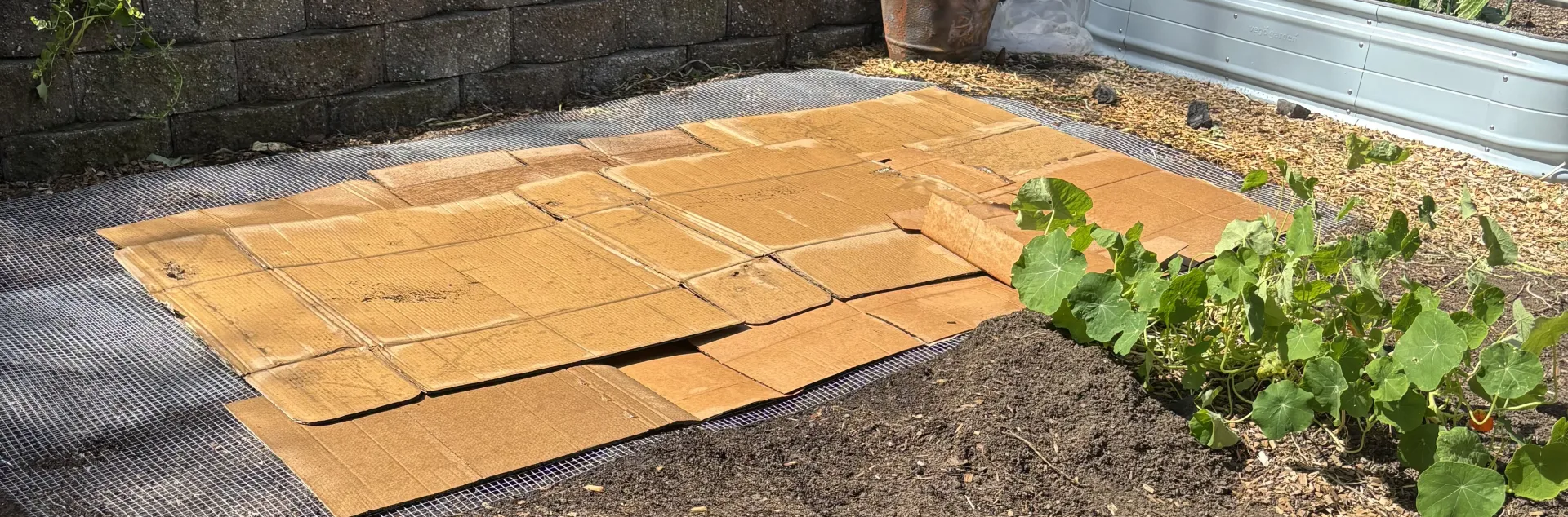 Photo of cardboard layer on soil with hardware cloth beneath the cardboard