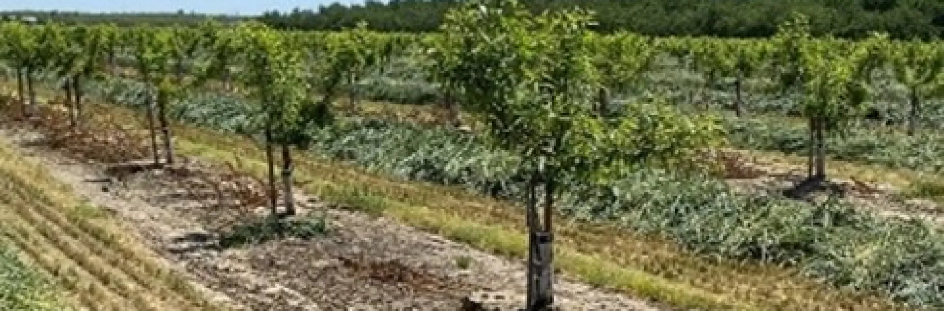 Young orchard 