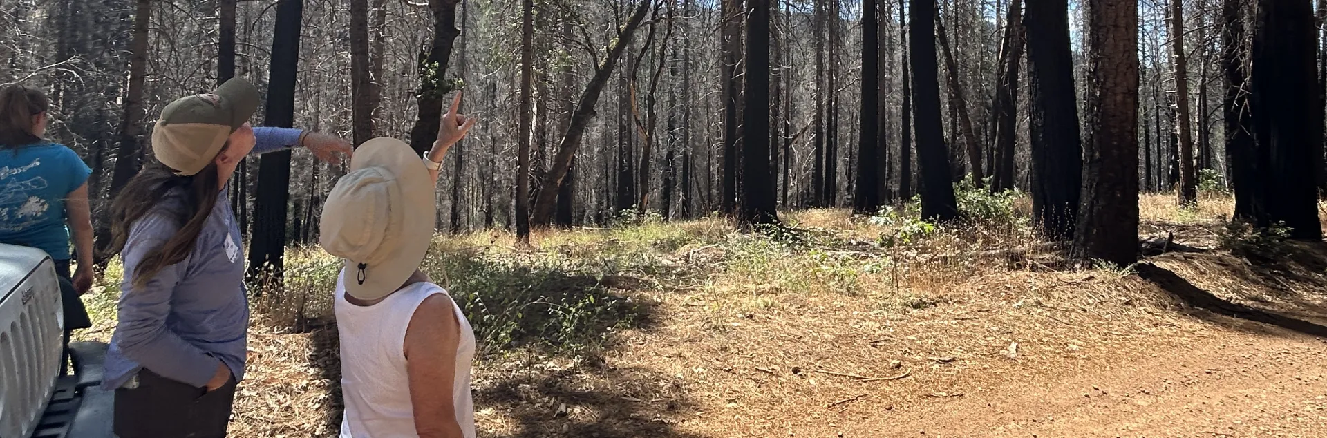 Post-Fire Forest Resilience workshop participants point up at trees in the Caldor Fire footprint