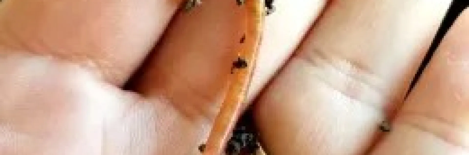 Red wiggler being in woman's hand