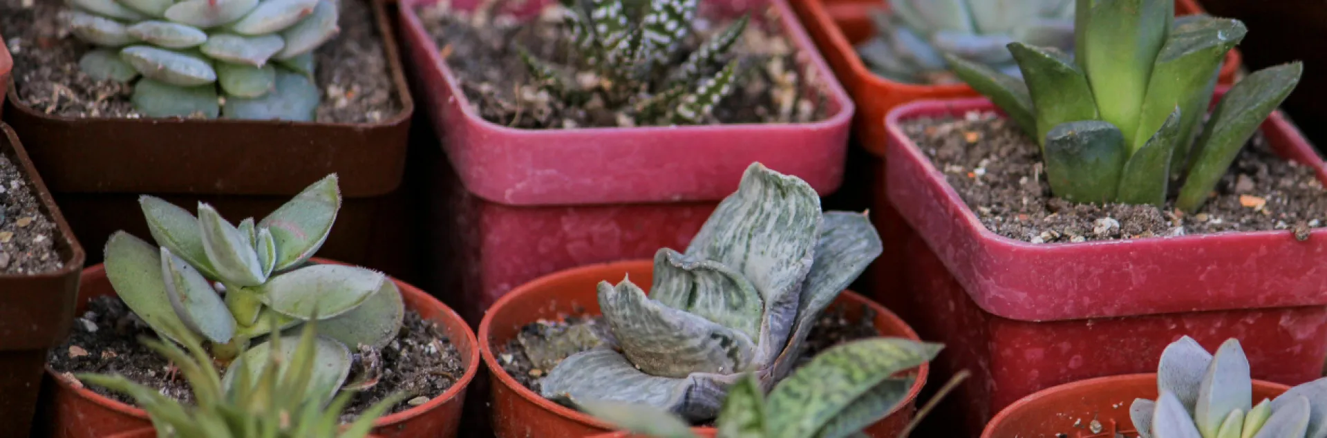 succulents in individual containers for sale