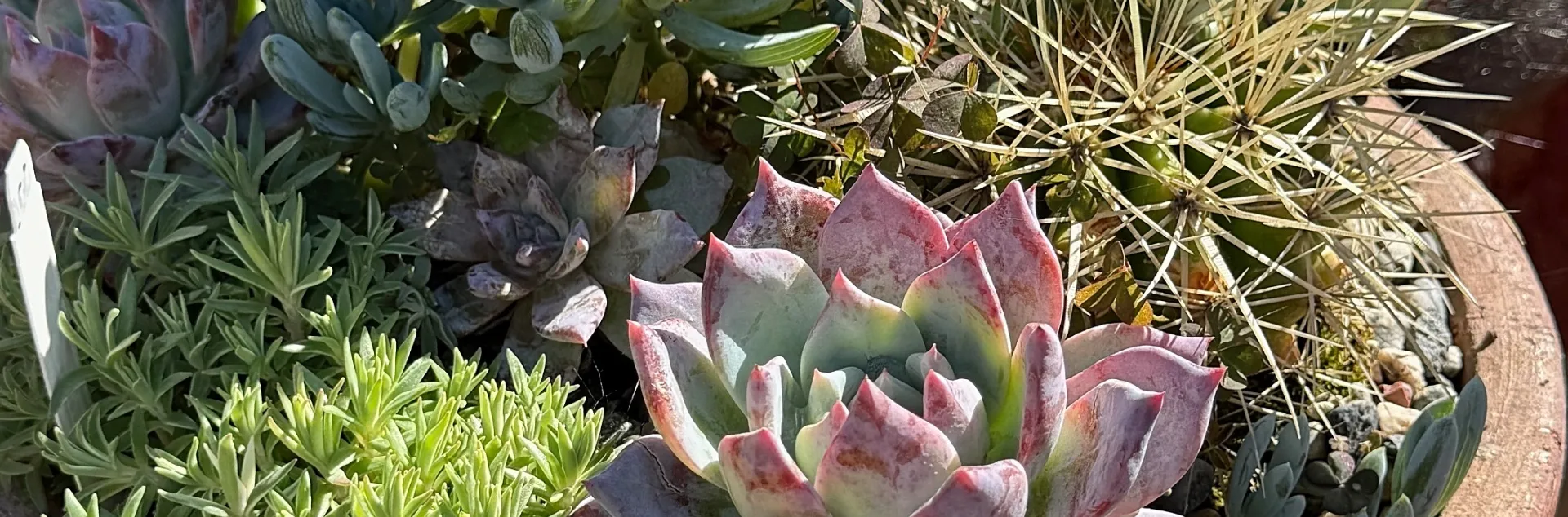 Succulents planted in a terra cotta pot