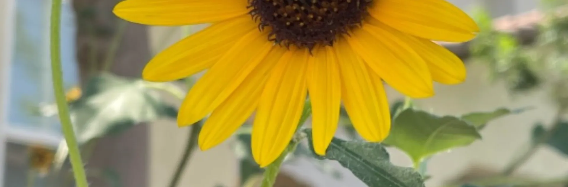 Sunflower with a bee on its petal