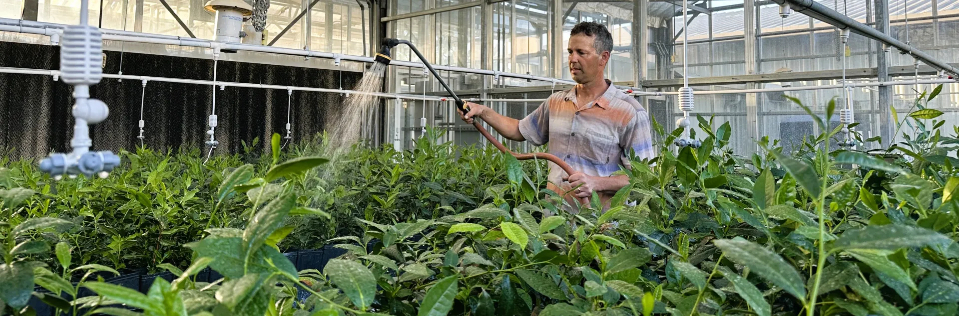 Kearney REC employee Ryan Puckett uses a wand to water tea plants in a greenhouse