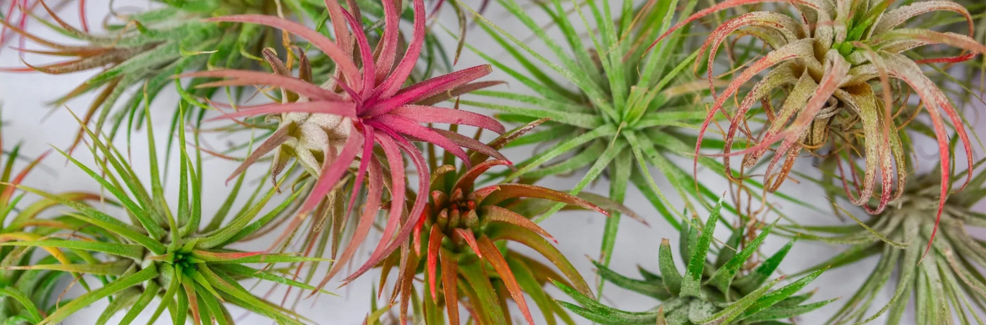 A colorful assortment of Tillandsia air plants, displaying shades of green, silver, and pink.