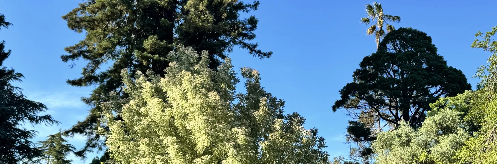 Fuller Park Tree Walk