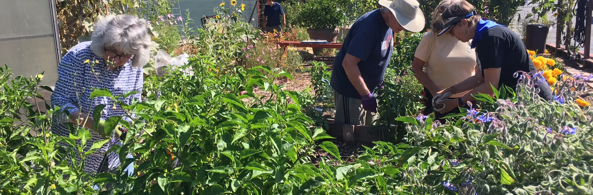 Volunteers working in the garden