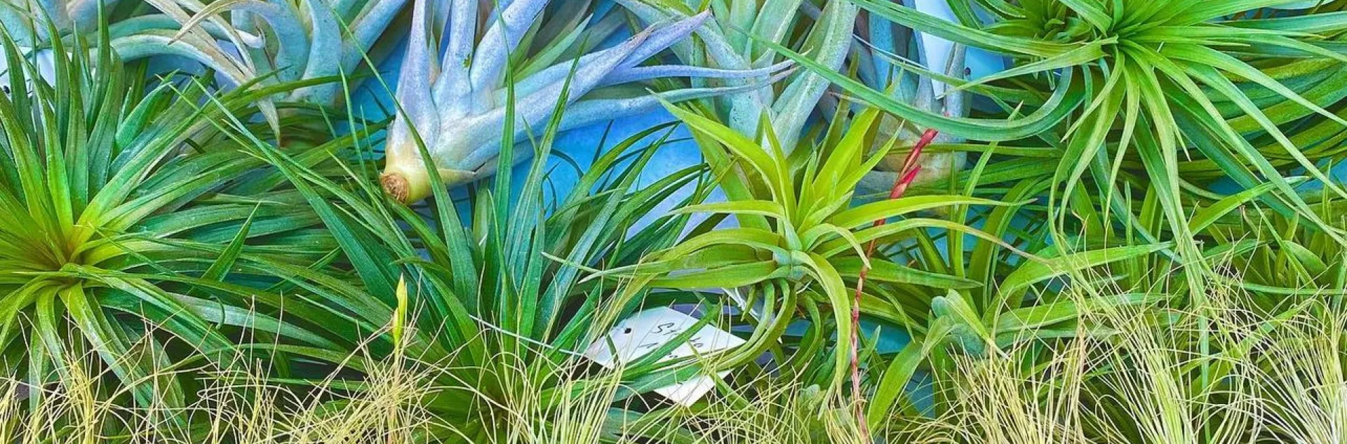 A colorful assortment of air plants, displaying shades of green, silver, and bright red.