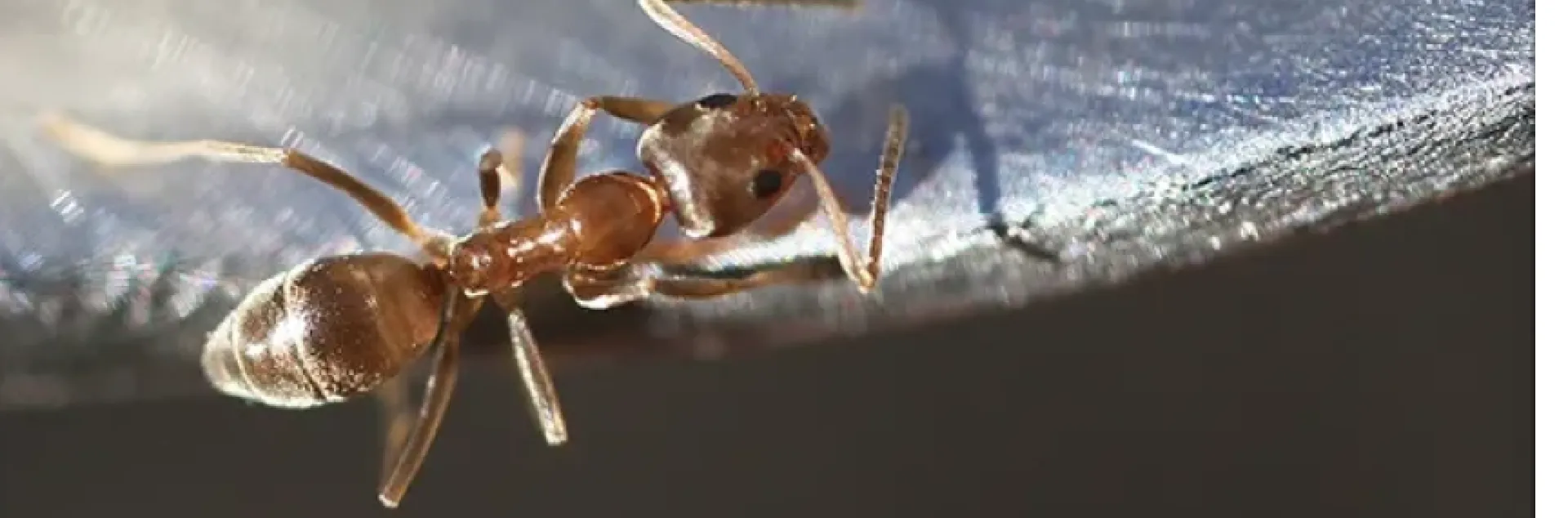 Argentine ant crawling on honey-coated spoon. (Photo by Kathy Keatley Garvey)