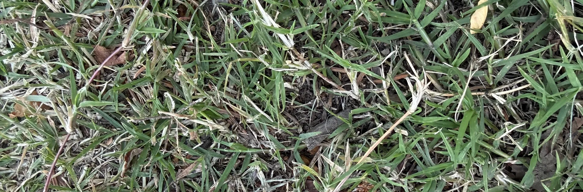 Patch of Bermudagrass