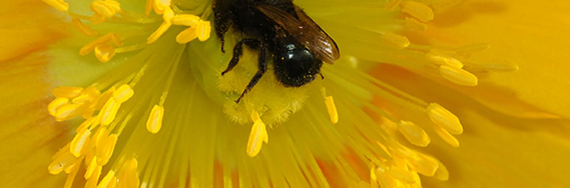 Blue orchard bee, Osmia lignaria, foraging on Iceland poppy. (Photo by Kathy Keatley Garvey)