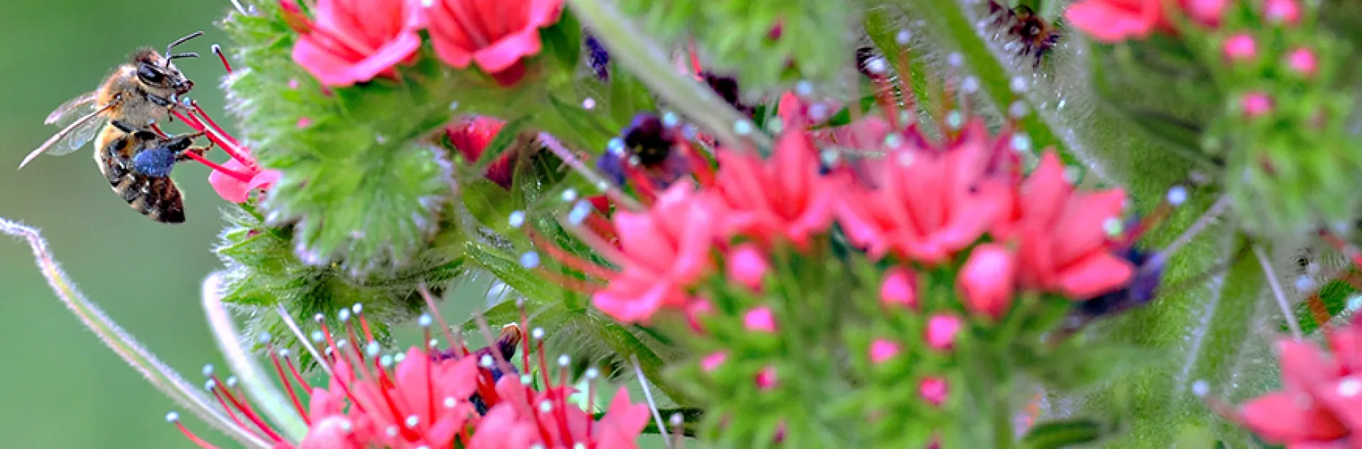 Honey bee packing blue pollen on Tower of Jewels, Echium wildpretii. (Photo by Kathy Keatley Garvey)