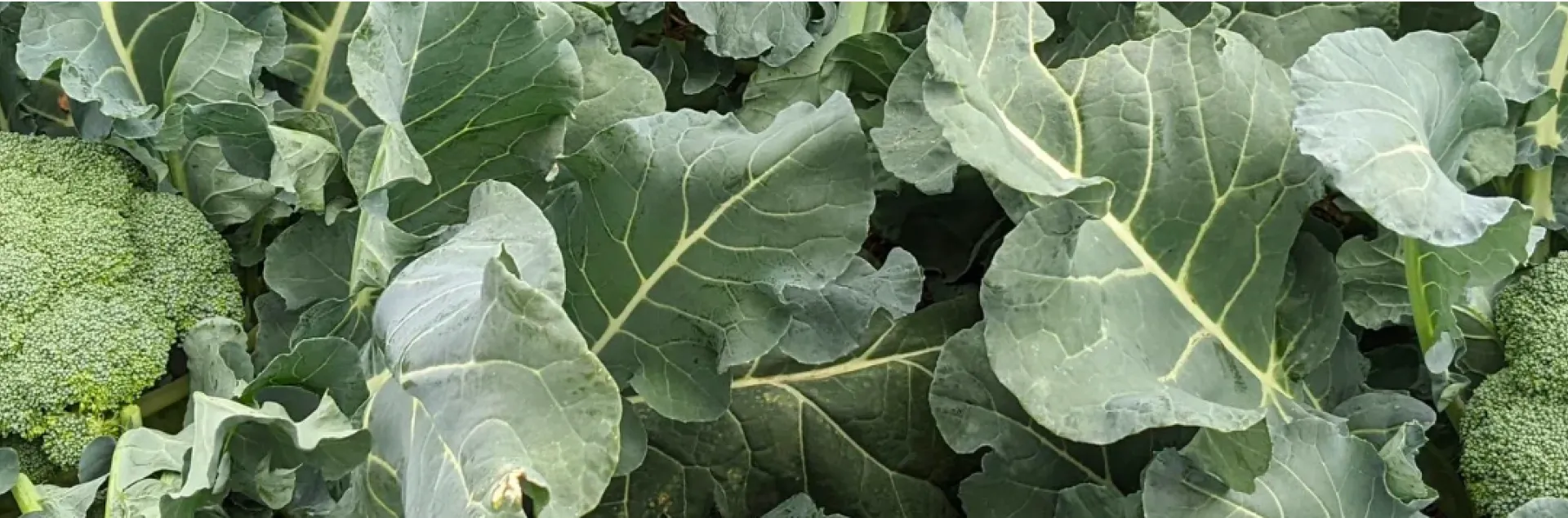 broccoli plants with broccoli heads