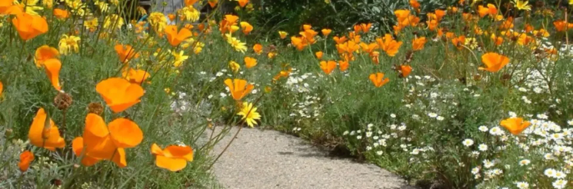 ca natives wildflower poppies in native garden