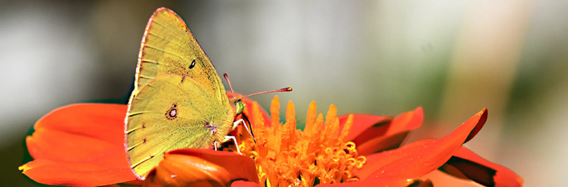 Orange sulfur butterfly, Colias eurytheme. (Photo by Kathy Keatley Garvey)