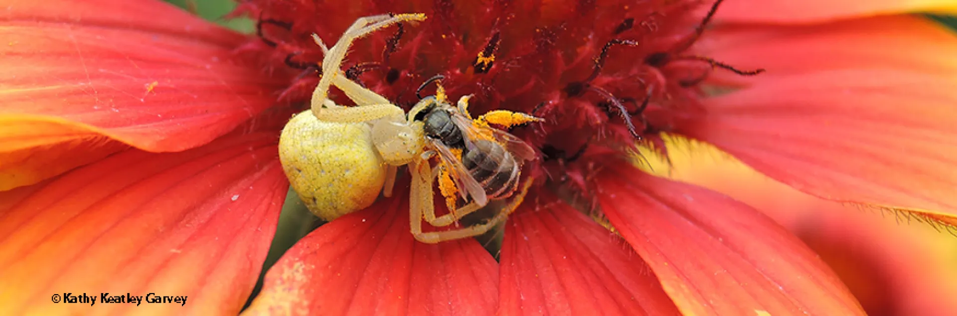 Crab spider eating a native bee