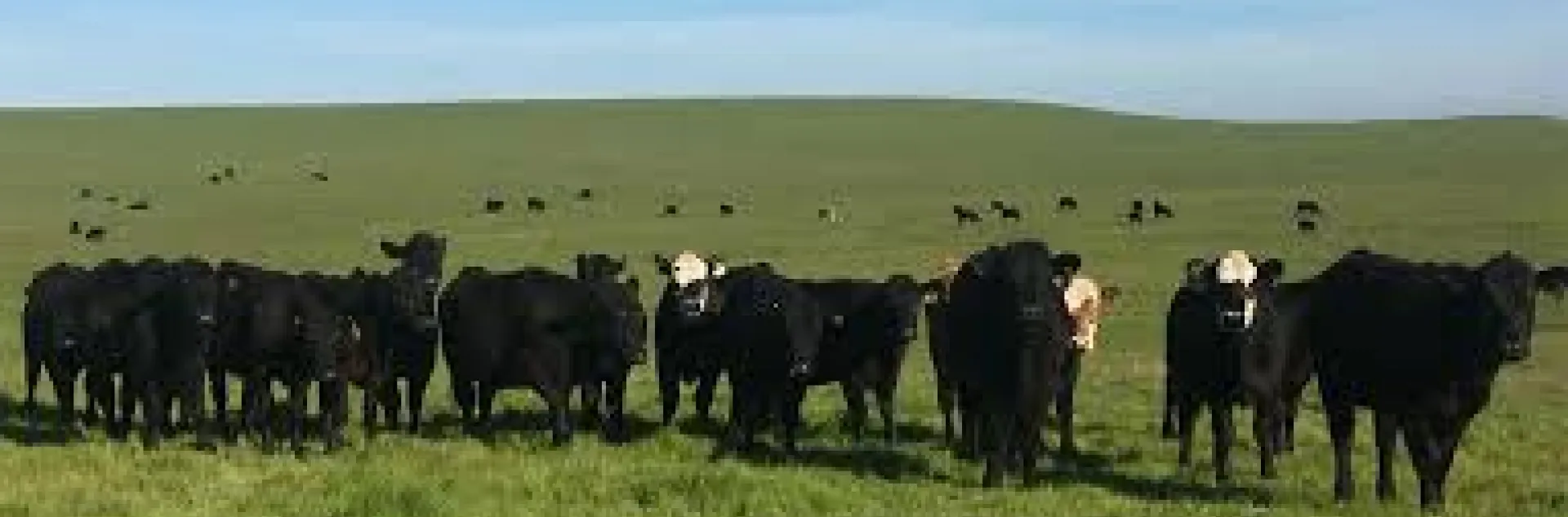 Livestock and Range