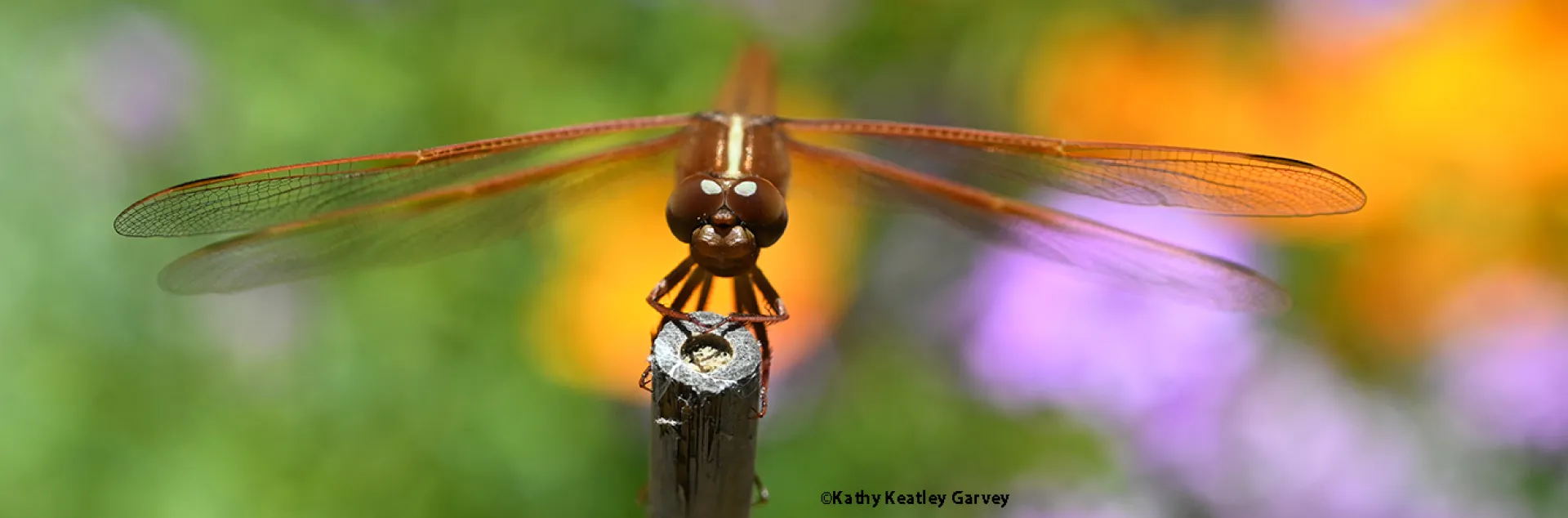 Flame skimmer dragonfly, Libellula saturata, perched on a stick in a meadow. (Photo by Kathy Keatley Garvey)