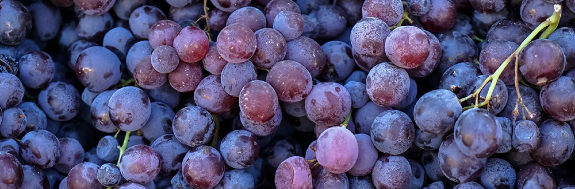 Close up of grapes