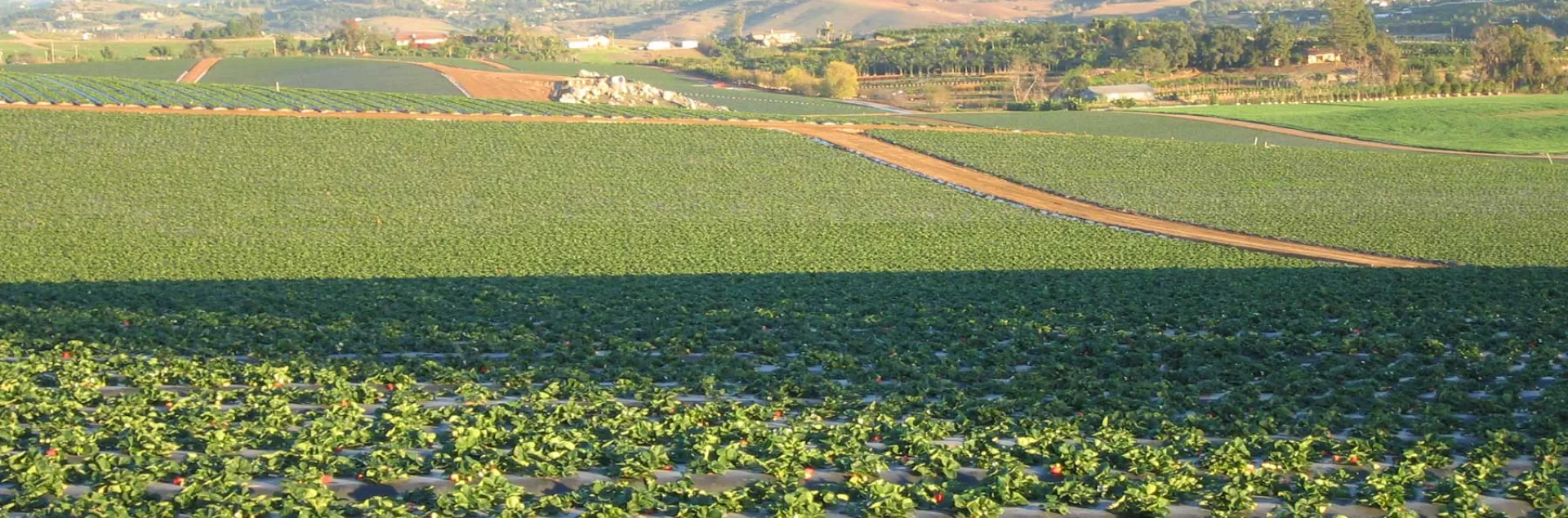 Farm landscape in San Diego County