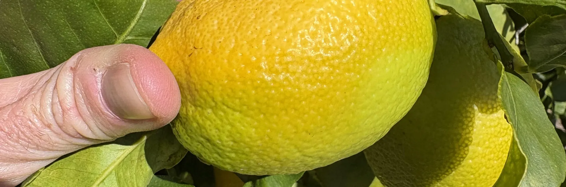 flattened fruit due to underwatering