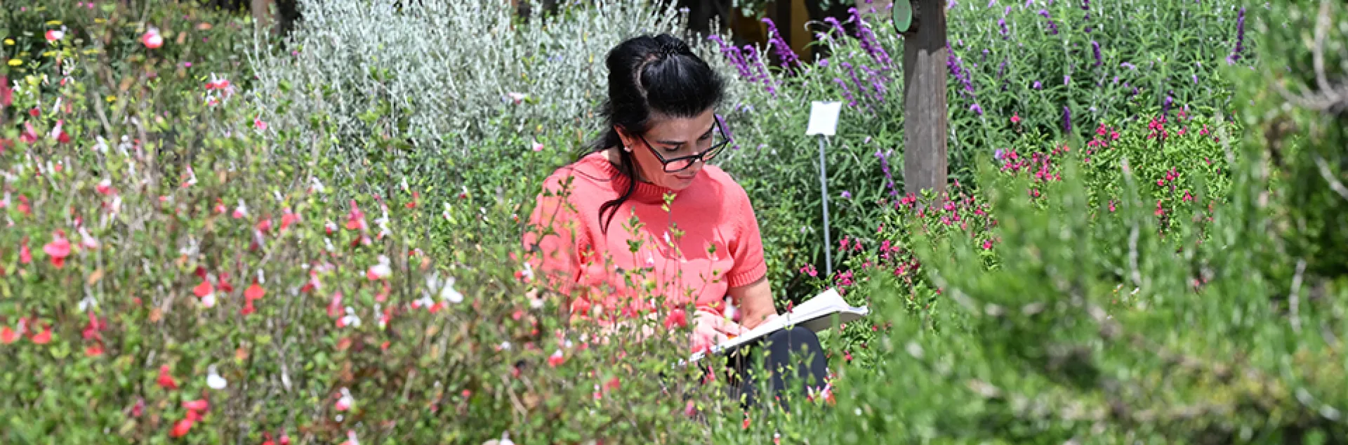 Tatiana Peshevska of Davis is nature-journaling in the UC Davis Bee Haven.