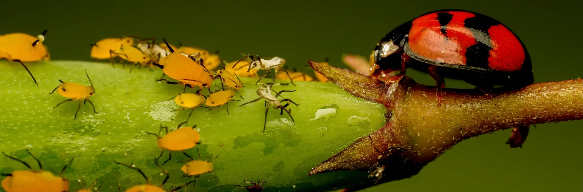 Aphids and ladybug on plant