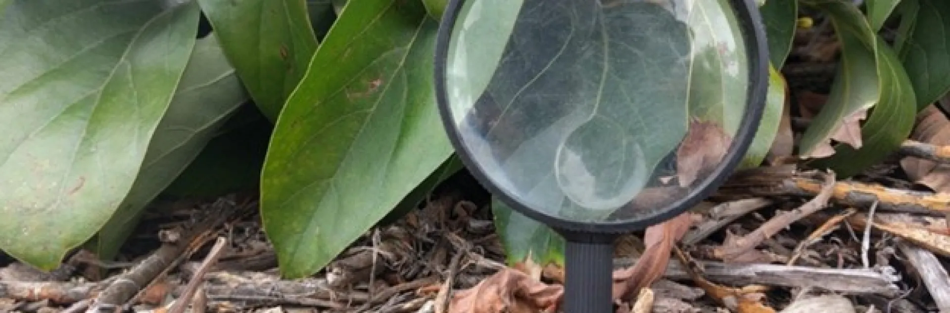 Leaf detection