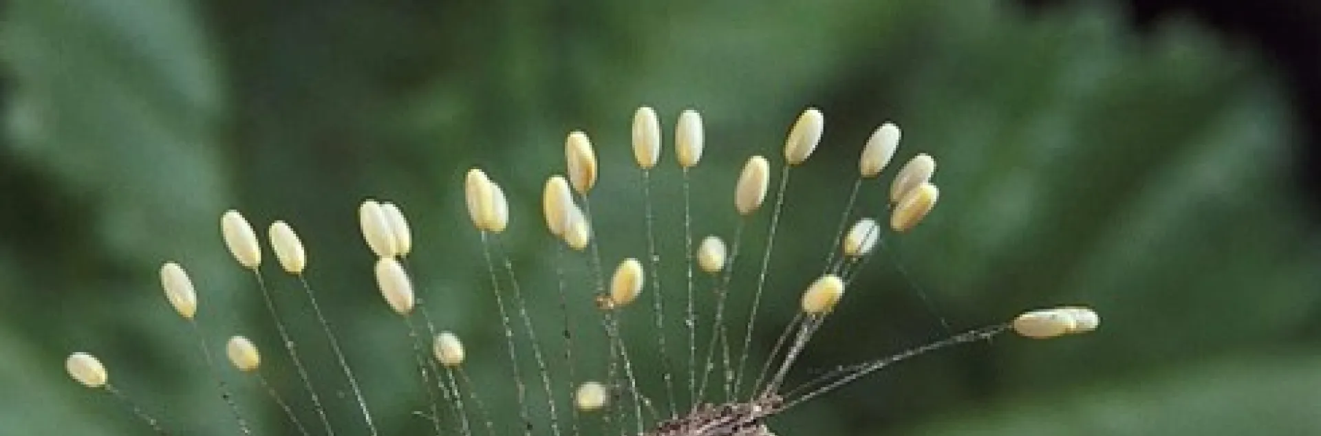 a single tiny white egg sits atop each of a cluster of ultrafine hairs