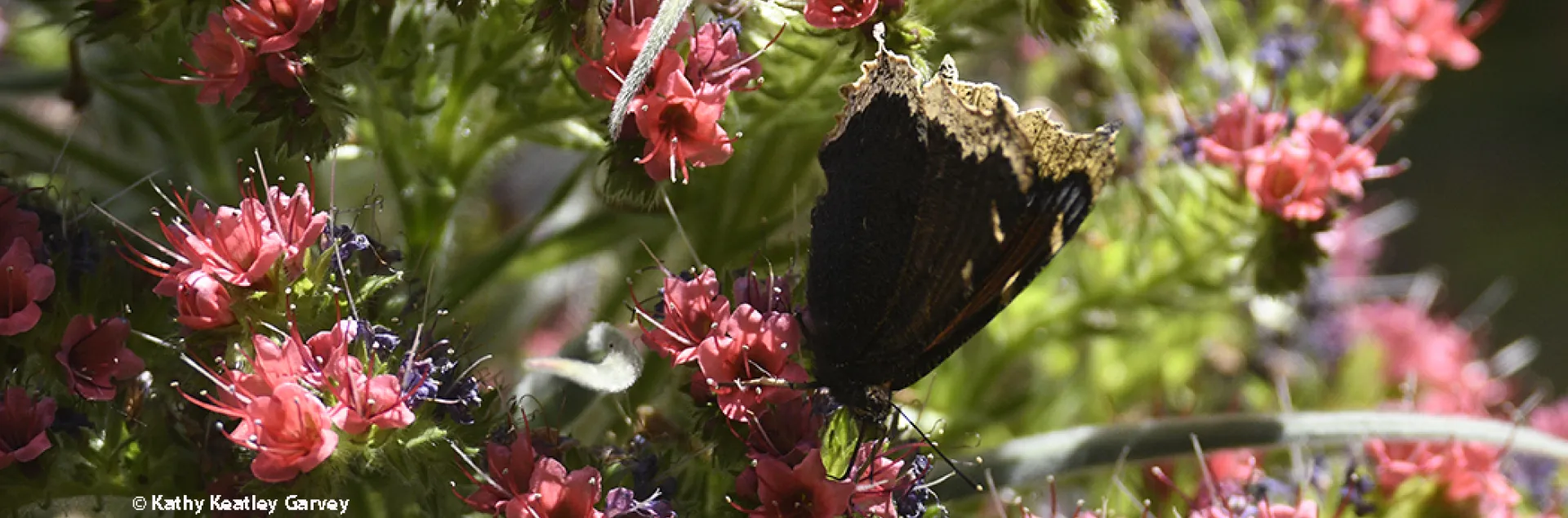 Mourning cloak butterfly on Echium (Photo by Kathy Keatley Garvey)