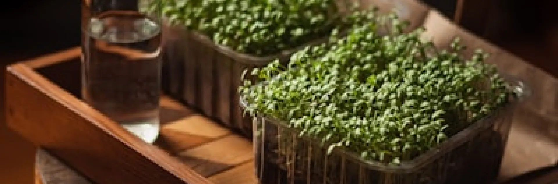 A small setup for growing micro greens on a wooden table