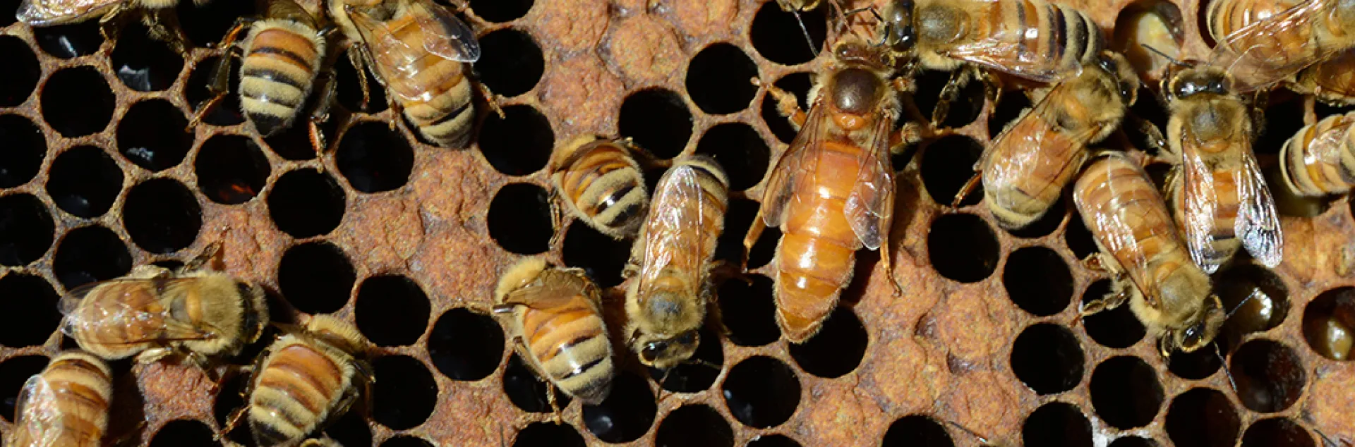 Queen bee in a hive