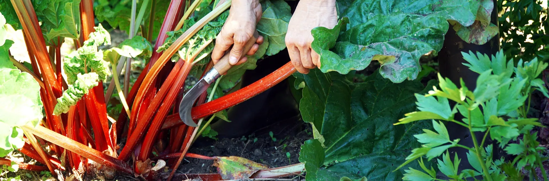 tips for growing rhubarb in the home garden