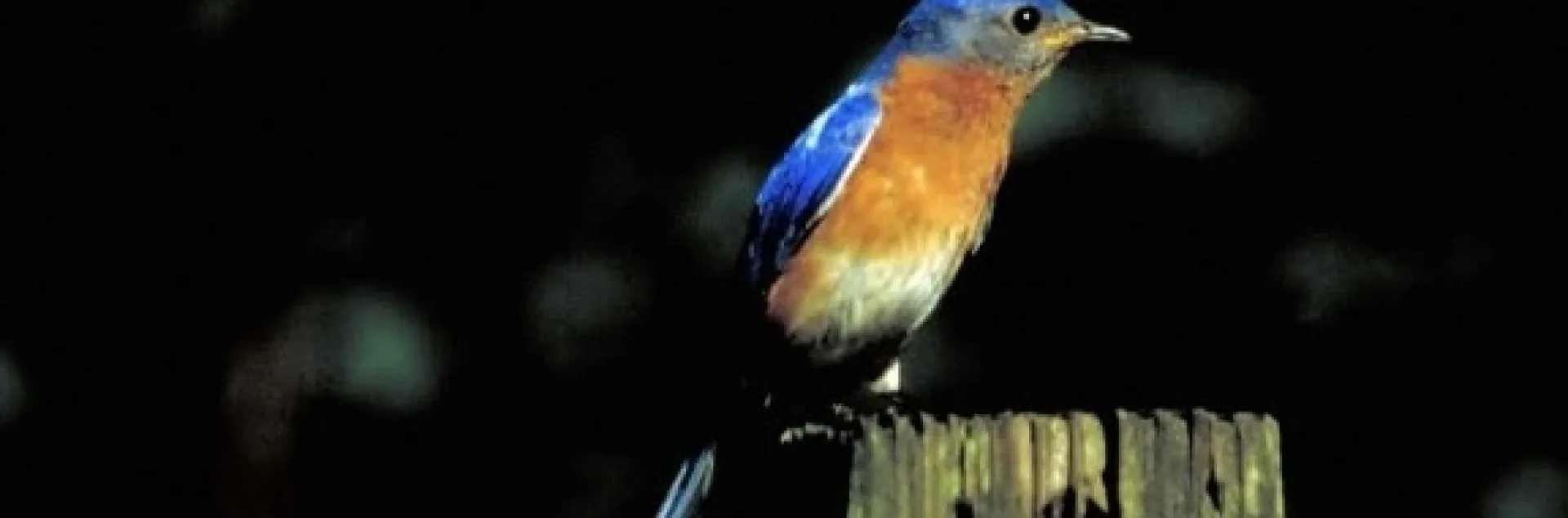 Western Bluebird on a rustic post